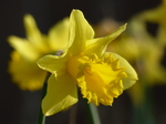 20150320 Daffodil in the backgarden